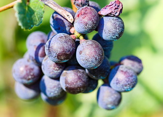 bunch of purple (black) grapes in autumn in the vineyards of the Langhe, Piedmont, Italy