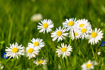 Field of Irish daisies, Bellis perennis,  blooming in green grass on a Spring day. Closeup of white wildflowers on a blurred meadow background.