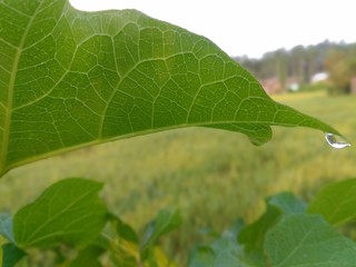 green leaf with drops of water