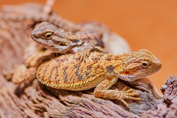 macro of two bearded dragons (Bartagame) in the terrarium