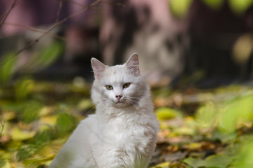 Naklejka na ściany i meble white stray cat in the leaves