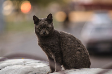 homeless cat sitting on the street