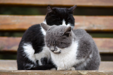 two homeless kittens are sitting on a bench