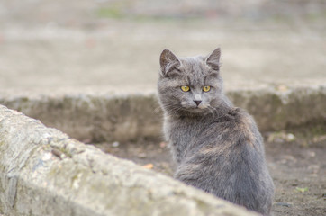 gray stray street kitten