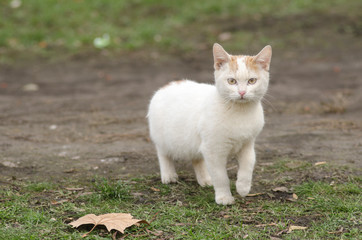 cute street kitten