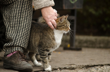 elderly hand strokes a homeless cat