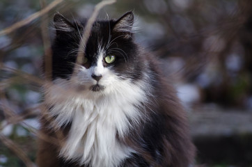 portrait of a black and white fluffy cat, outdoor