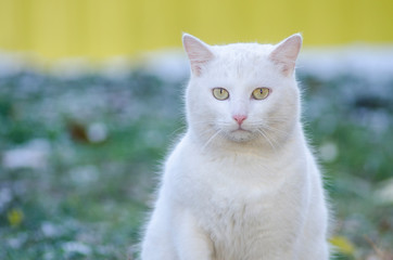 portrait of white fluffy cat, outdoor