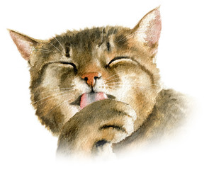 Tabby cat licking. Hand drawn watercolor - 242878564