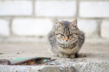 sick homeless street kitten