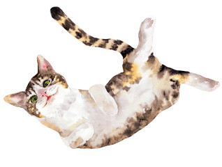 Lying playful cat. Hand drawn watercolor - 242878582