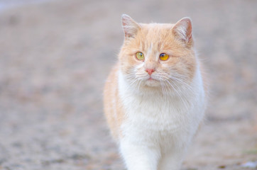 portrait of a cat with different eyes