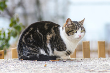 striped street cat portrait