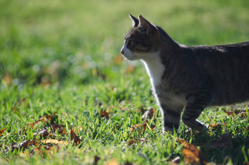 Naklejka na ściany i meble tabby cat in the grass hunt
