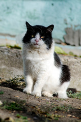 black and white stray cat sitting
