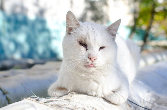 homeless white one-eyed cat portrait
