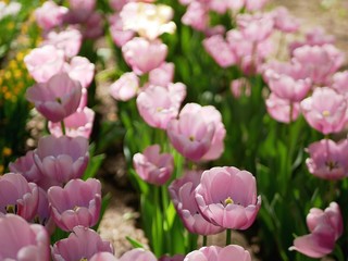 Obraz premium Blooming tulips in spring against the background of nature, park, flowers, season of spring, in a natural environment