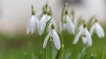 snowdrops in the garden