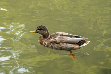 Free duck swimming in the water in Sempione Park, Milan
