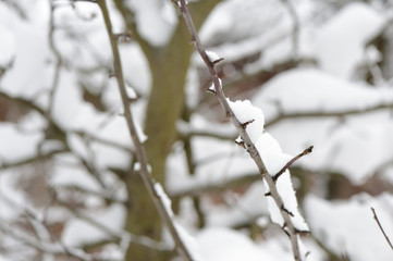Tree branches covered with snow in the winter garden