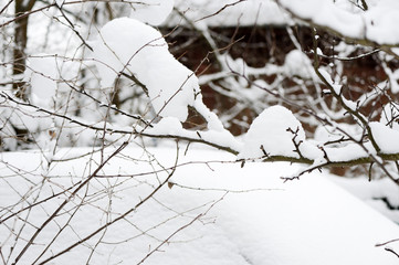 Tree branches covered with snow in the winter garden