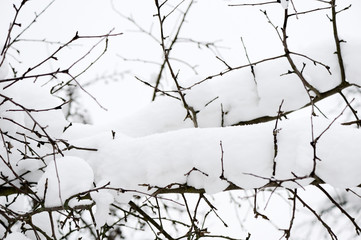 Tree branches covered with snow in the winter garden