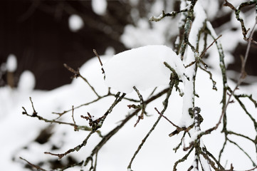 Tree branches covered with snow in the winter garden