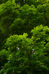 Leafy Background