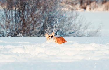 cute red puppy Corgi funny catches shimmering soap beautiful bubbles in white snow in winter Sunny Park