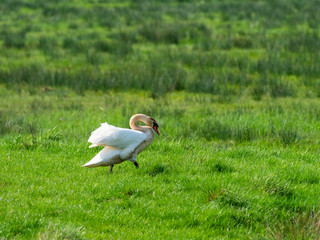 Mute Swan at Pullboroug Brooks
