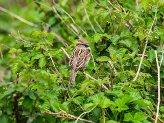 House sparrow perched