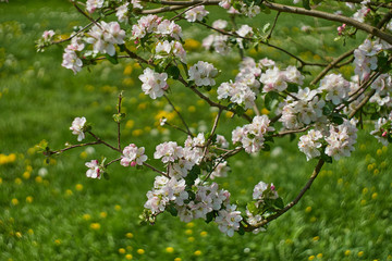 Blooming apple tree in the rays of sunlight.