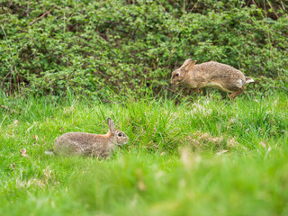Two Wild Rabbits in Courtship(Oryctolagus cuniculus)