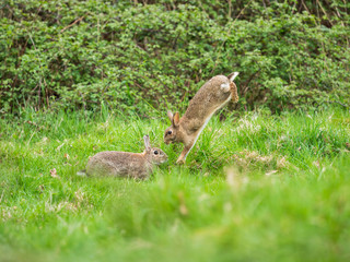 Naklejka na ściany i meble Two Wild Rabbits in Courtship(Oryctolagus cuniculus)