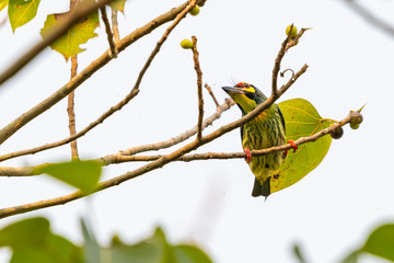 Coppersmith Barbet perching on Bo tree