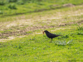 Blackbird feeding on worms