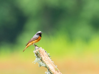 Redstart (Phoenicurus phoenicurus)