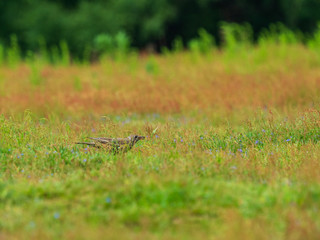 Mistle thrush (Turdus viscivorus) foraging in the grass meadow