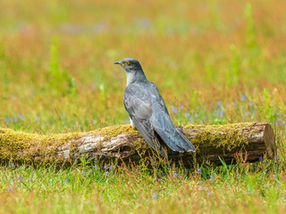 Obraz premium Cuckoo ( Cuculus canorus ) on the ground