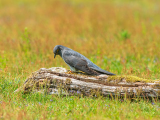 Cuckoo ( Cuculus canorus )  on the ground