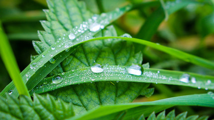 Wassertropfen in der Natur