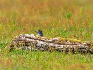 Cuckoo ( Cuculus canorus )  on the ground