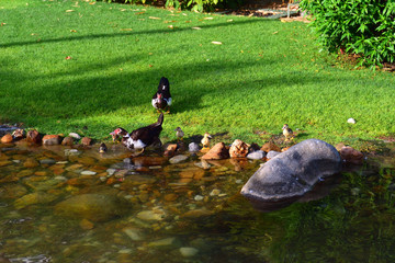 Duck with little ducklings swim across the stream. Bright summer morning.