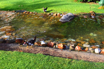 Duck with little ducklings swim across the stream. Bright summer morning.