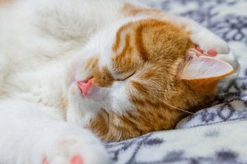 ぐっすり眠る茶白ネコ