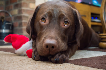 Chocolate labrador christmas toy 