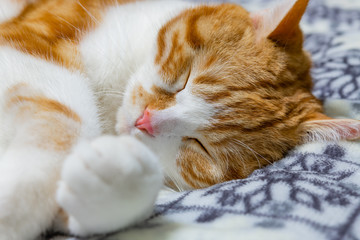 ぐっすり眠る茶白ネコ