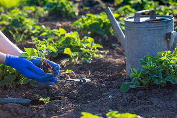 planting strawberries in the garden