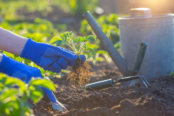 planting strawberries in the garden
