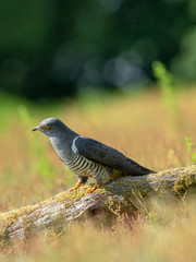Cuckoo ( Cuculus canorus )  on the ground